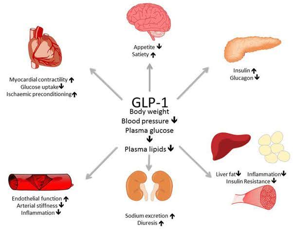 GLP-1 receptors are present throughout the body, GLP-1 receptor medication such as semaglutide (Ozempic, Rybelsus and Wegovy) act on multiple organ systems